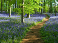 bluebell-wood