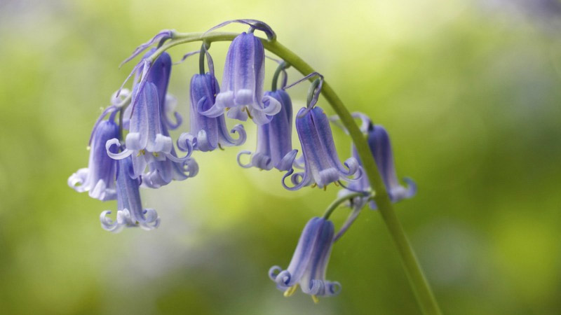 bluebell